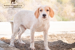 Porthos IMG_0851-960