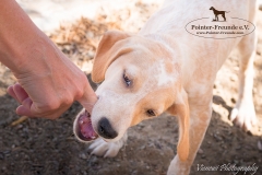 Porthos IMG_0858-960