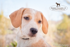 Porthos IMG_0884-960