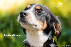 Robbie Williams IMG_3216-960