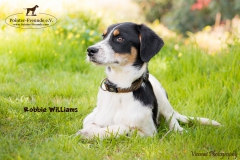 Robbie Williams IMG_3236-960