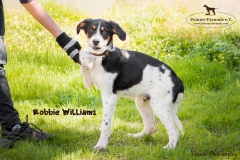 Robbie Williams IMG_3275-960