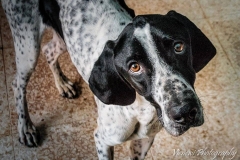 12565367_1717441075154315_5669099083534853876_n