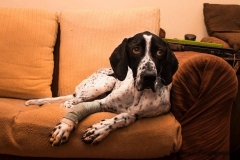 12573974_1717441028487653_1467410893427152317_n