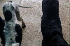 12642450_1717441088487647_1403845037694321217_n