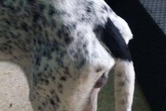 12647012_1717441035154319_1167942403587779076_n