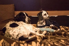 12654641_1717441031820986_576909212199112606_n