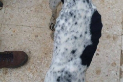 12662678_1717441131820976_3238862942706339903_n