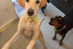 11082580_1683857725179317_3392576922791728354_n