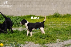 1_rose_3