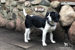 2_rose_2