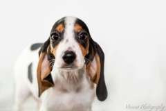 10411869_1710040859227670_1297648158646820902_n