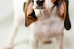 993866_1710040889227667_8884224924509617284_n