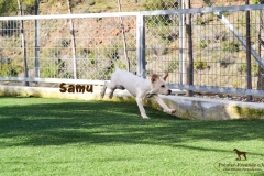 samu_1
