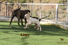 samu_2