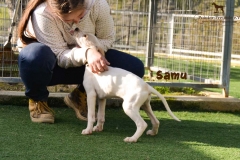 samu_3