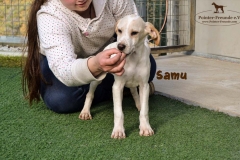 samu_4