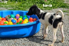 sania_3