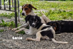 sania_4