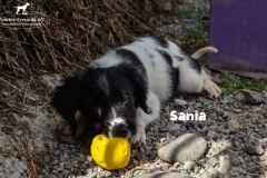 sania_5