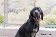 Sebastian IMG_0395-960