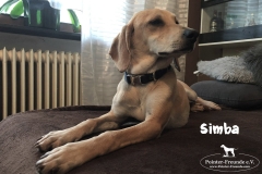 simba_1