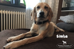 simba_2
