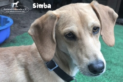 simba_3