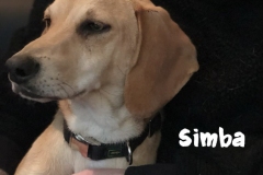 simba_4