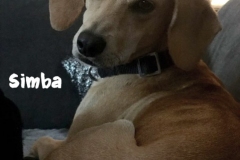 simba_5