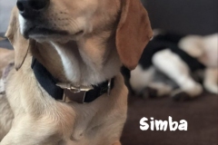 simba_6