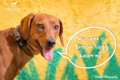 Snoop Dogg IMG_0756-960