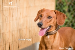 Snoop Dogg IMG_0785-960