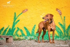 Snoop Dogg IMG_0795-960