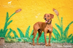 Snoop Dogg IMG_0799-960