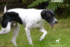 SnoopymitLogo1