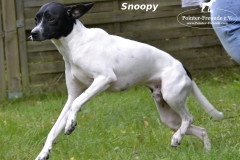 SnoopymitLogo5
