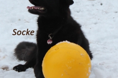 sockeimschneeblickrechtsneu