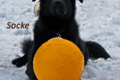 sockemitballfrontalneu