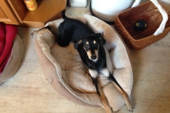 1488041_1706736729558083_4942654706790205709_n