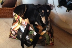 1655938_1706736636224759_7852007793919339912_n