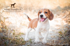 13939318_1801076590124096_5693220483090200948_n