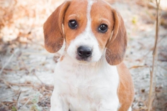 14055089_1801076606790761_7198552322465723925_n