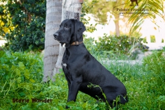 Stevie Wonder IMG_0232-960