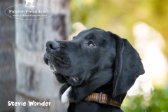 Stevie Wonder IMG_0239-960