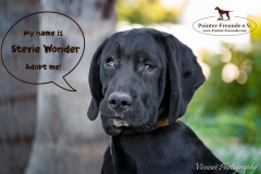 Stevie Wonder IMG_0256-960