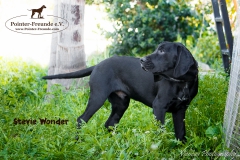 Stevie Wonder IMG_0286-960