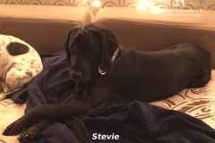 Stevie2 (1)