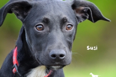 Susi DSC_0793-960