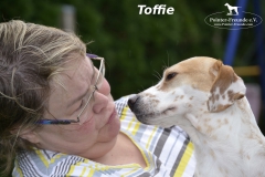 Toffiemitlogo1 (1)
